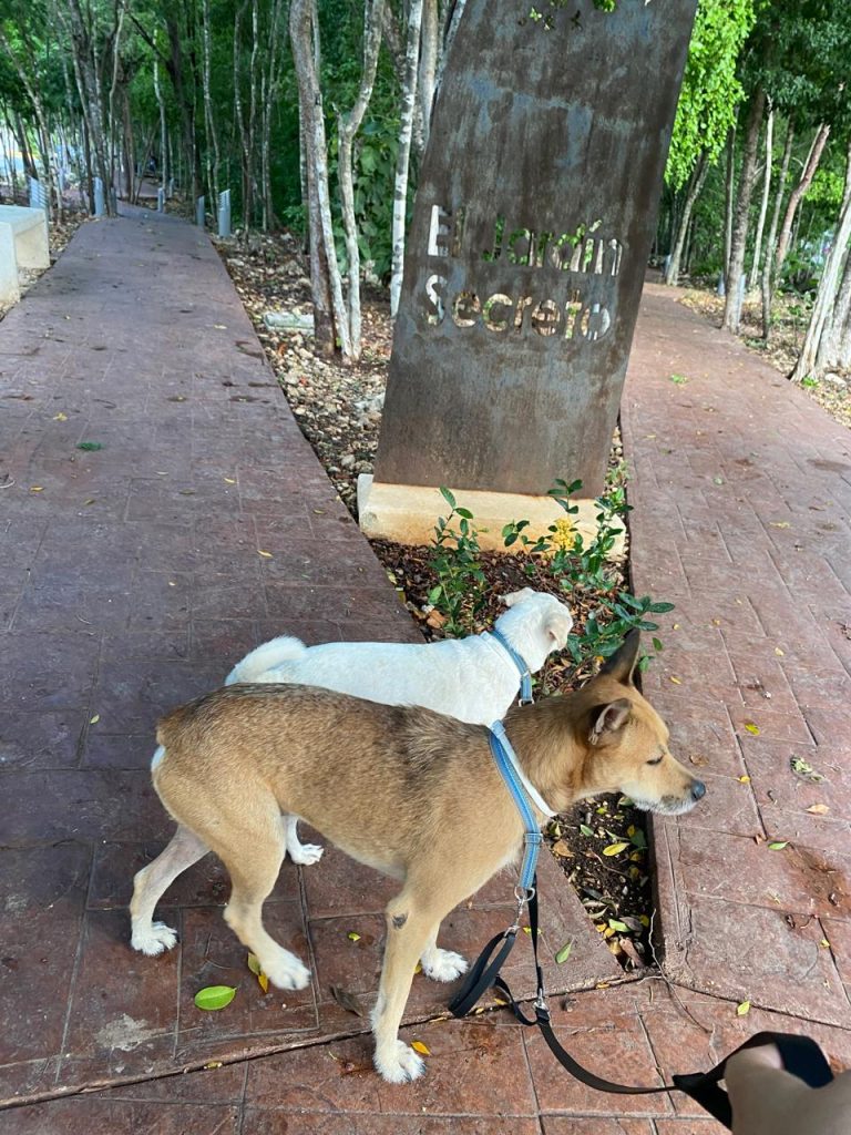 Plantan y adoptan árboles en Playa del Carmen