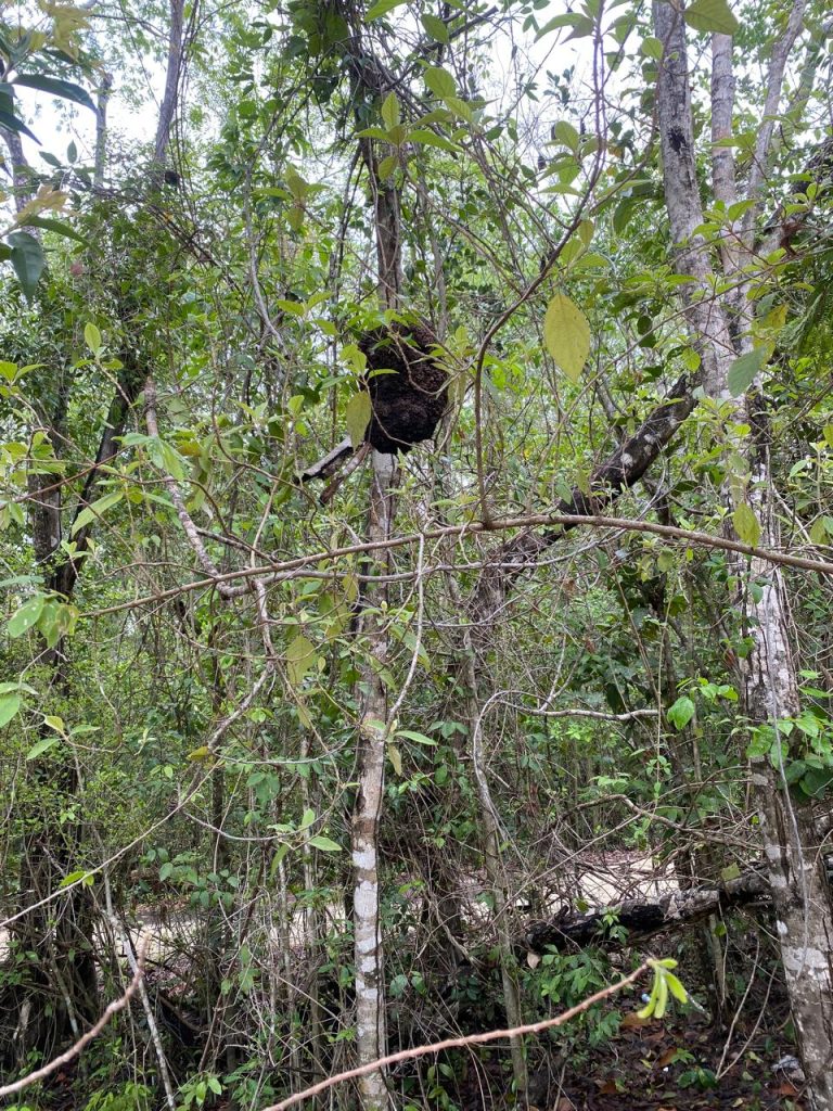 Plantan y adoptan árboles en Playa del Carmen