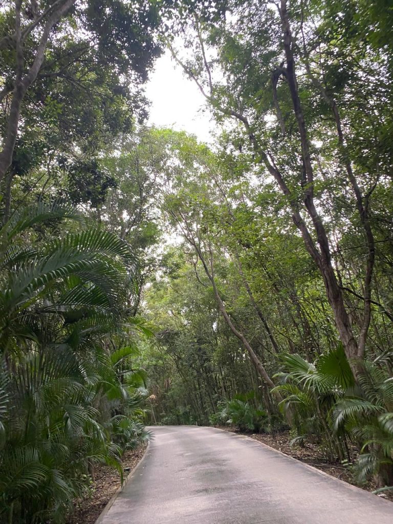 Plantan y adoptan árboles en Playa del Carmen