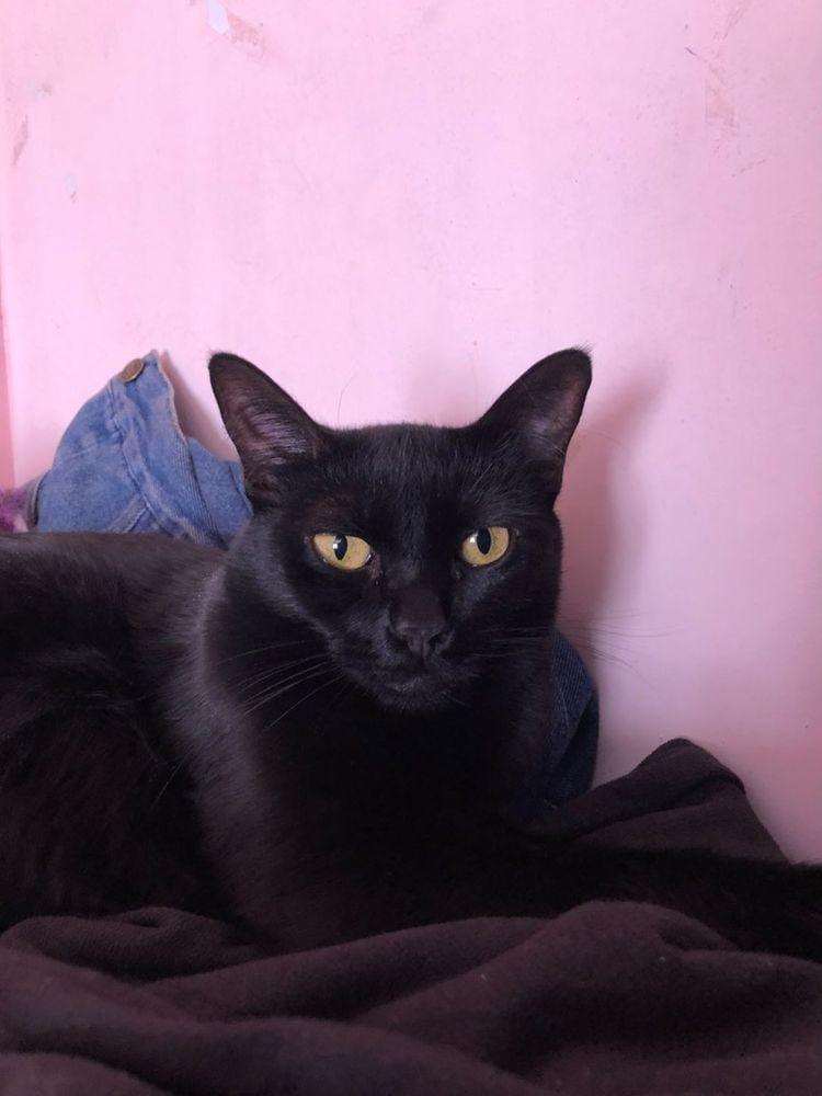 Ella es Bagheera. ¿Por qué los gatos negros se relacionan con la brujería?