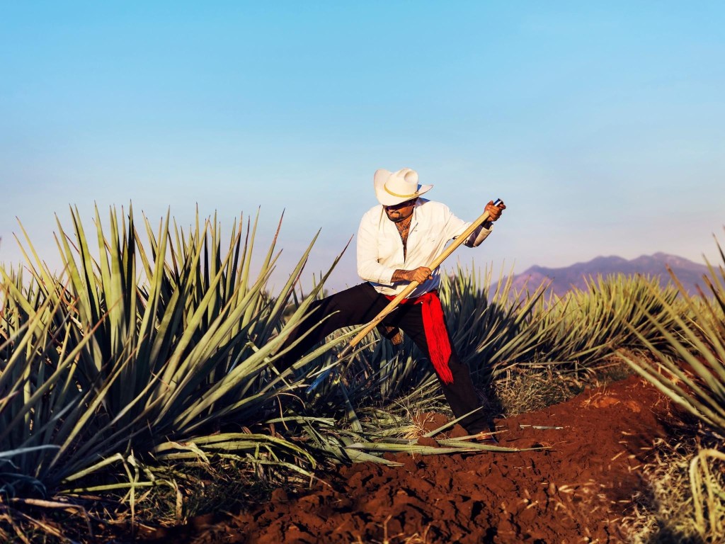 Ruta de trenes turísticos en México. Tren José Cuervo Express