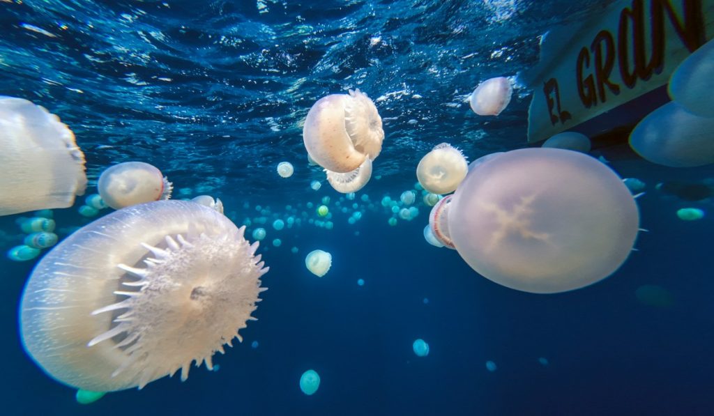 Aparecen medusas en Yucatán