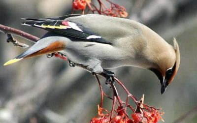 LOS PÁJAROS ALAS DE CERA SON AVES QUE SE EMBRIAGAN 🐦🐦🐦